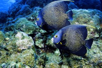 French Angelfish in The Cayman Islands by Eric Bancroft 